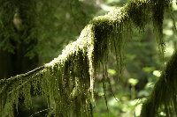 Moss-Draped Branches - Mount Rainier National Park
