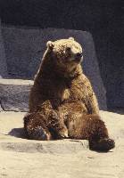 Sitting Bear