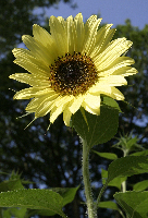 Sunflower, sky