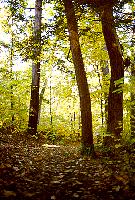 Woodland Walk