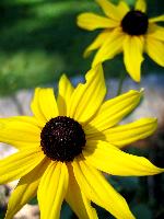 Yellow Daisies