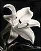 Easter Lily